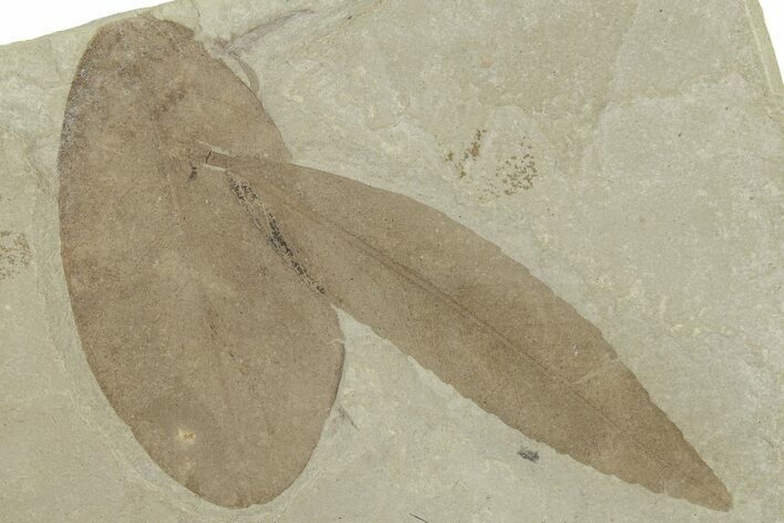 Fossil Leaf (Cedrelospermum & Leguminosites) Plate - Utah #325581